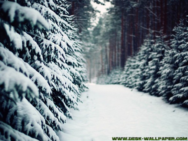 Quite snowy road