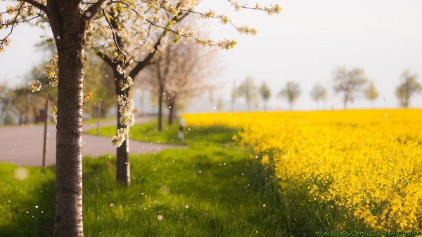 Flowering trees