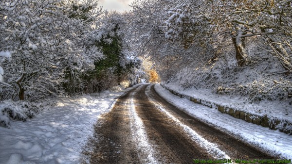 Road of the forest