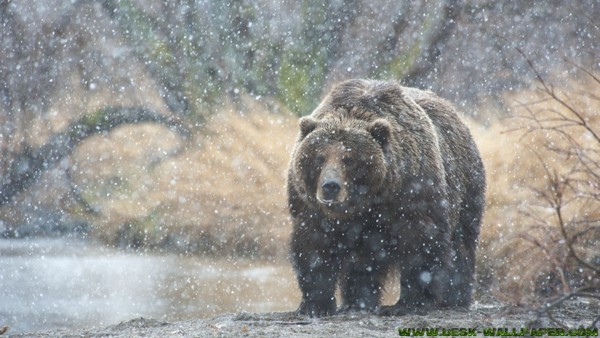 Walking slowly in the snowfall