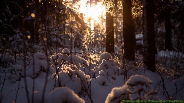 How night is comeing in the forest