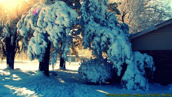 Tree and snow