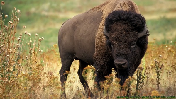 The buffalo