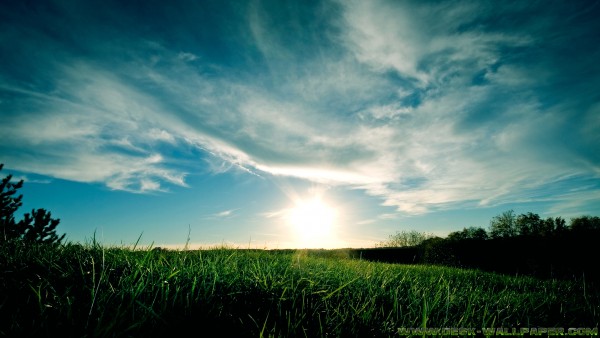 Grassy sunset