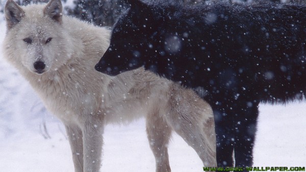 White and black wolf