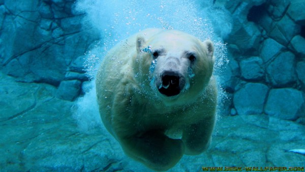 Swimming bear