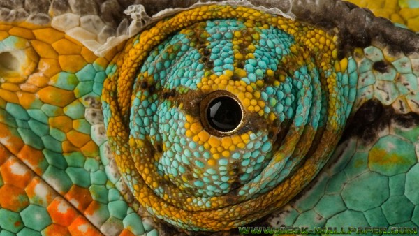 Chameleon eye