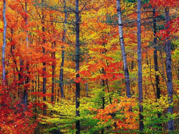 Autumn tree colors