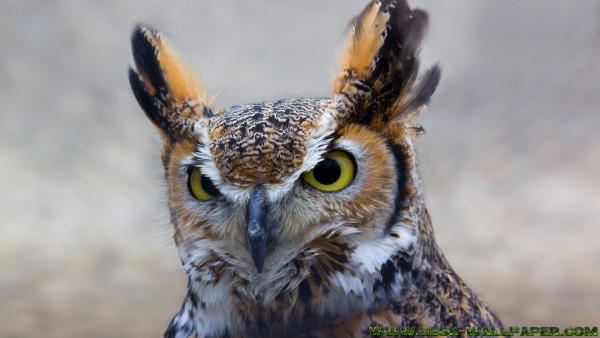 Great owl