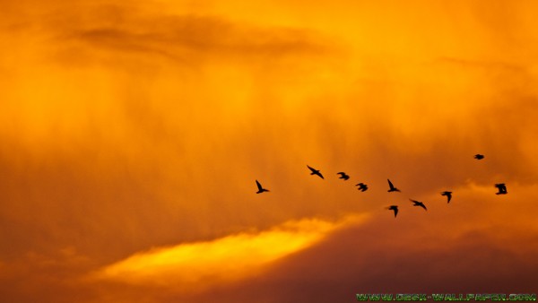 Sunset and birds