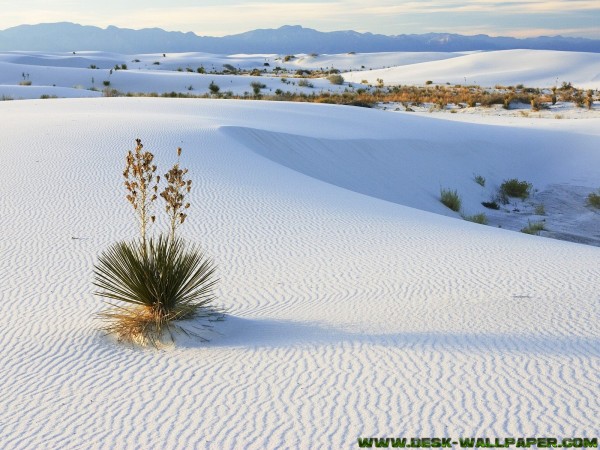 Snow desert