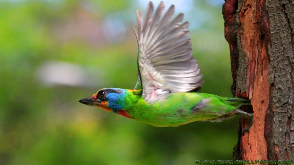 Colored flying bird