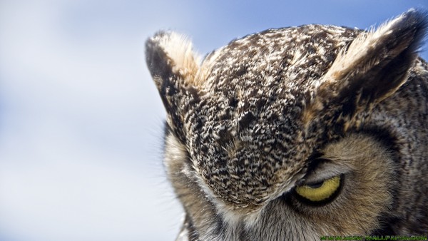 Serious owl