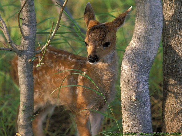 A deer alone in the forest