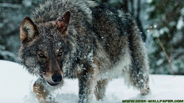 Wolf in forest