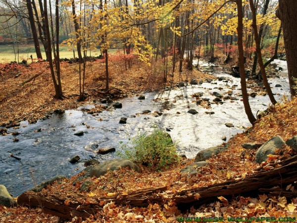 Autunm river in the forest