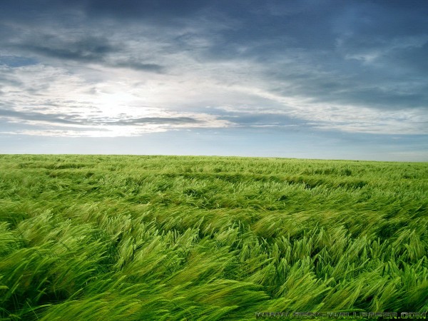 Stormy meadow