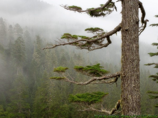 Trees in forest