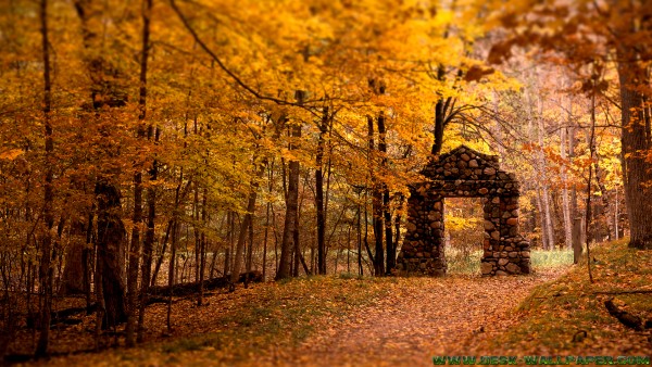 Gate in the woods