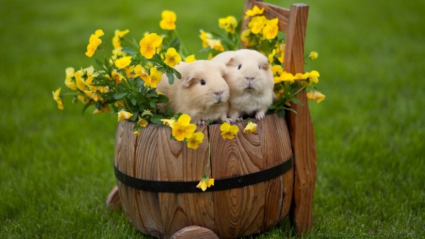 Guinea pigs