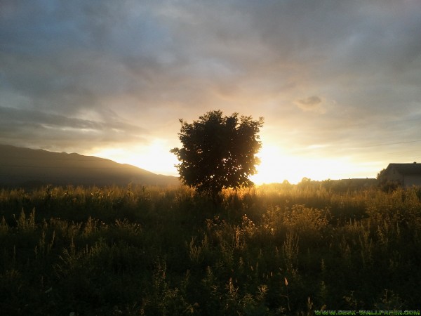 Kind of meadow