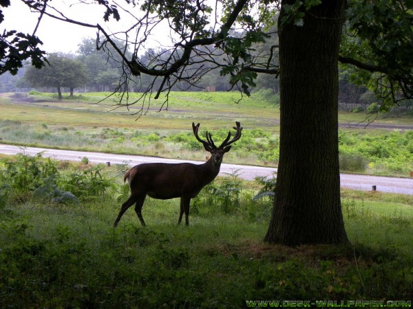 A deer with tree