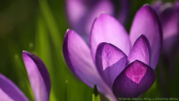 Crocus