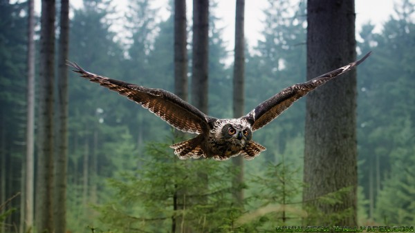 Flying owl in woods