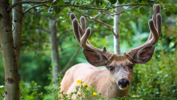 Deer in the green nature