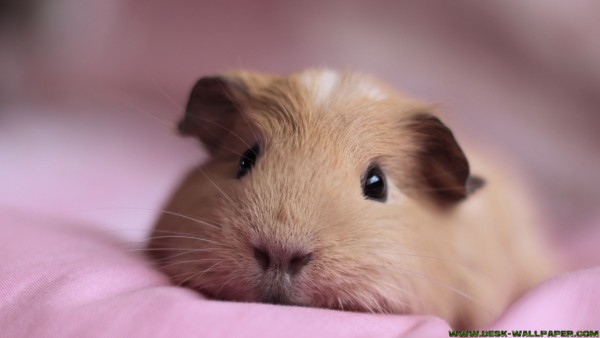 Pink guinea pig