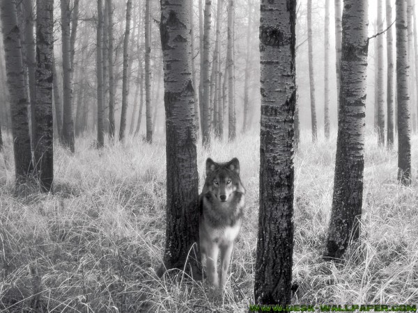 The quiet wolf