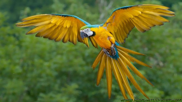 Flying parrots