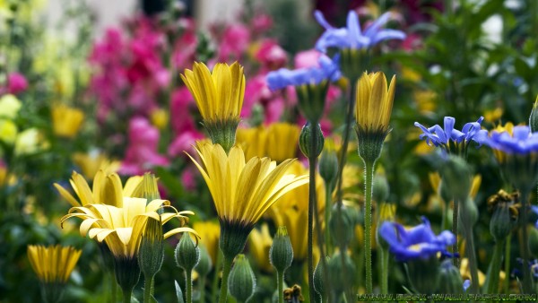 Vail flowers