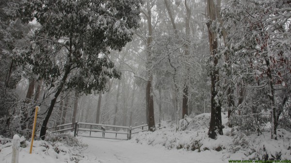 White snow power