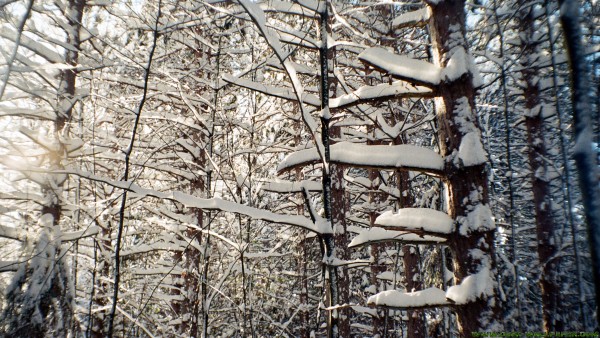 Lots of snowy trees
