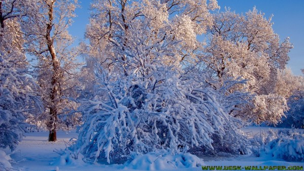 Icy trees