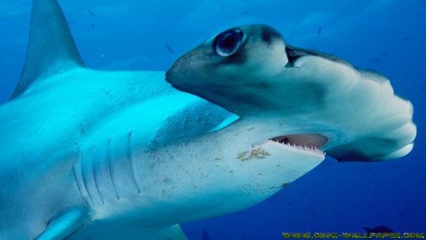 Shark in blue