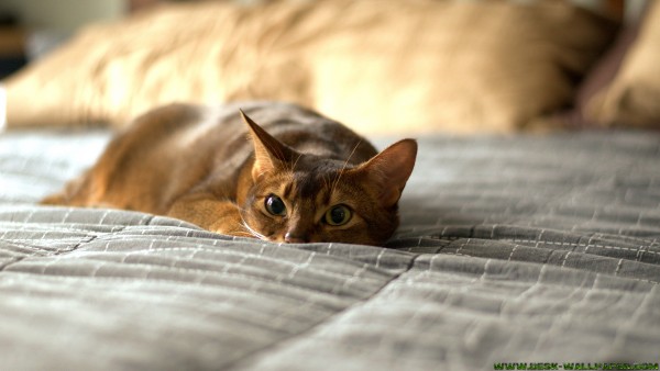 Cat on the bed