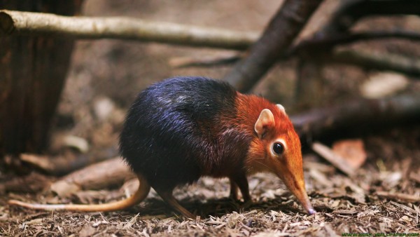 The colored mouse