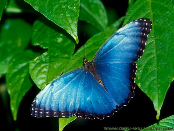 Blue butterfly