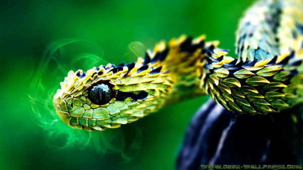  A beautiful green snake