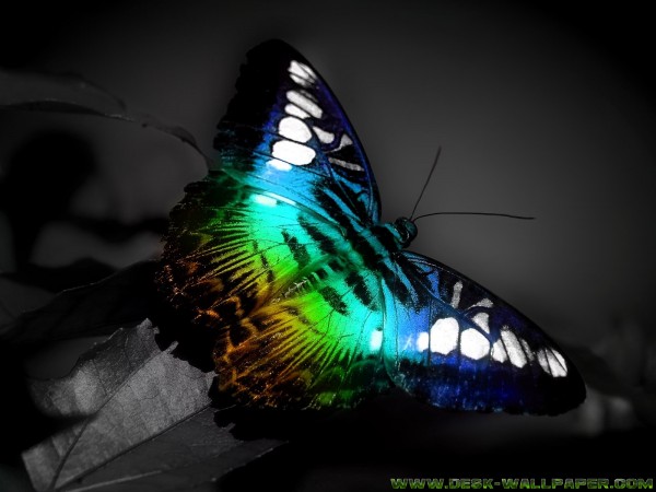 Colorful butterfly