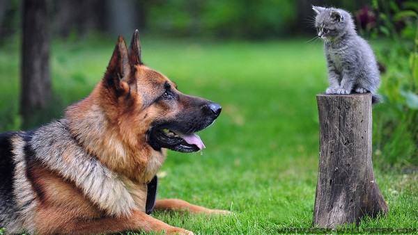 Cat and Dog friendship