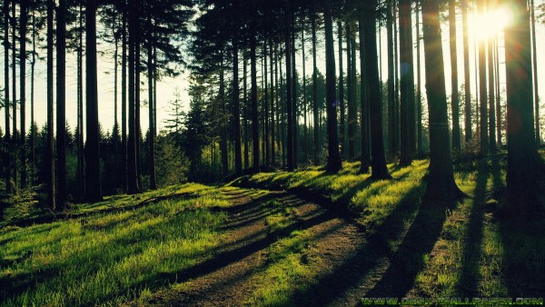 Quiet road in the deep forest