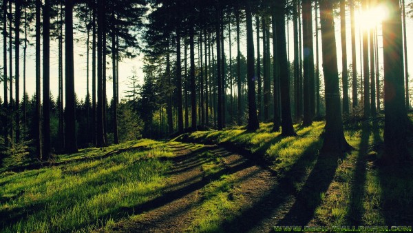 Quiet road in the deep forest