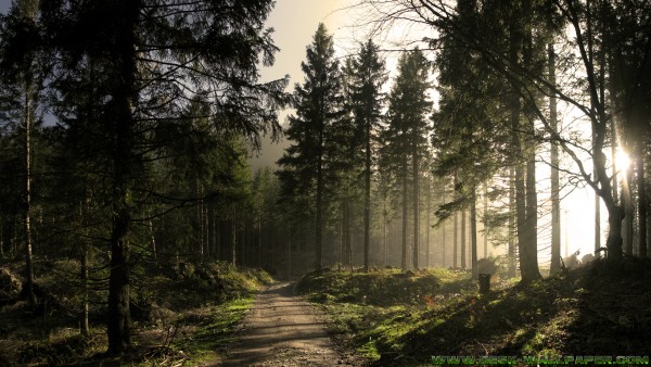 Forest road