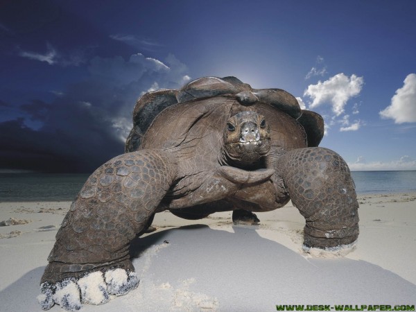 Big turtle