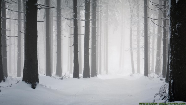 Winter forest