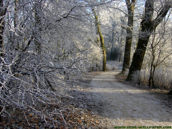 Walking in the winter