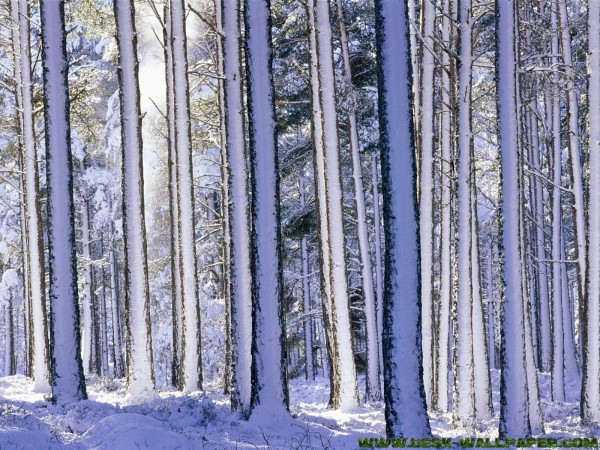 Snowy forest